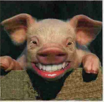 Is Your Website a Pig?